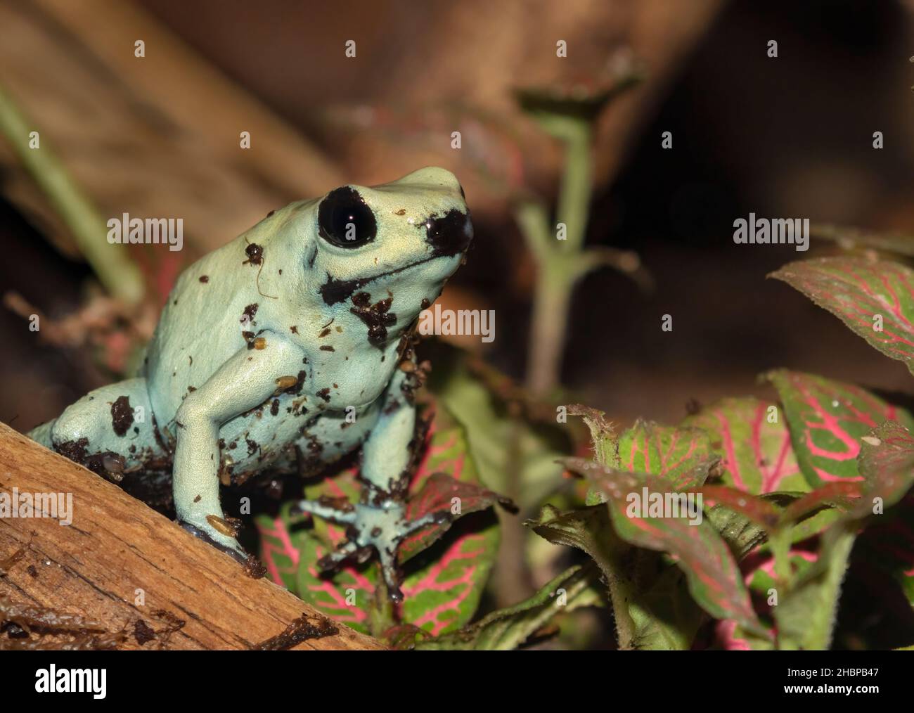 Dyeing poison dart frog (Dendrobates tinctorius) Banque D'Images