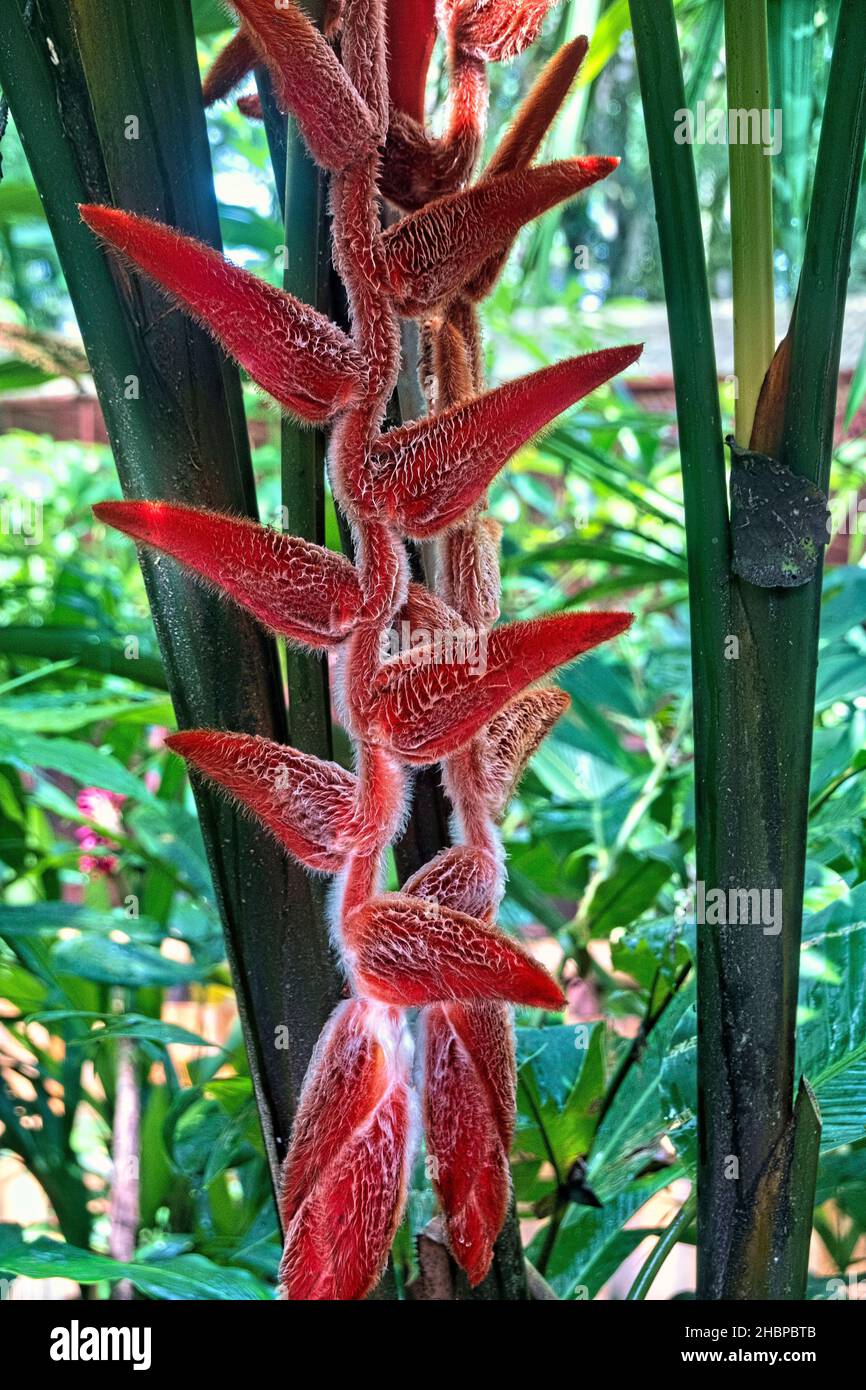 Heliconia danielsiana, Parc national de Cahuita, Costa Rica Banque D'Images