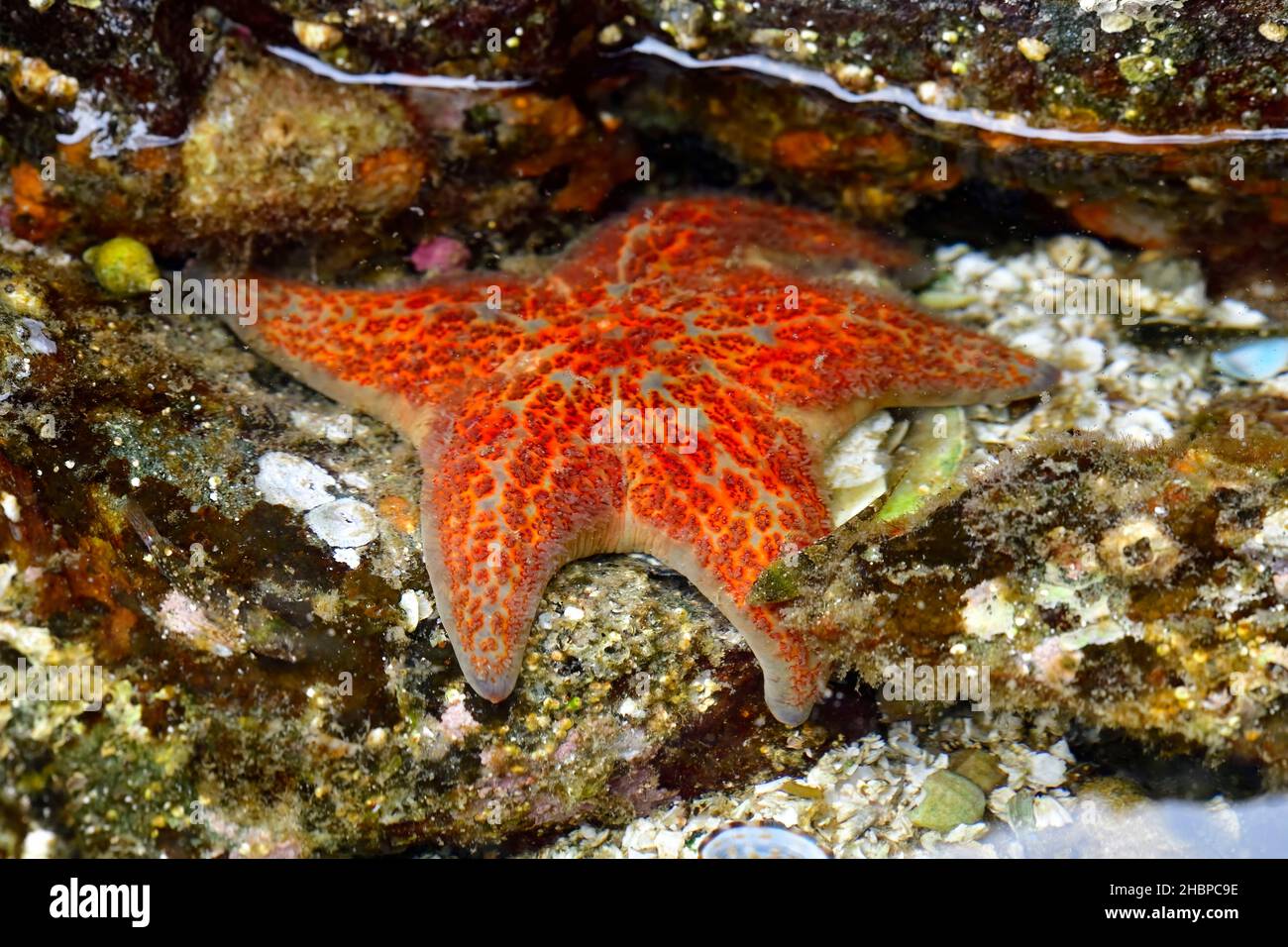 Une étoile de mer rougeâtre, 'Pisaster ochraceus', qui se trouve entre des rochers de plage à la recherche de mollusques sur l'île de Vancouver, Colombie-Britannique, Canada. Banque D'Images