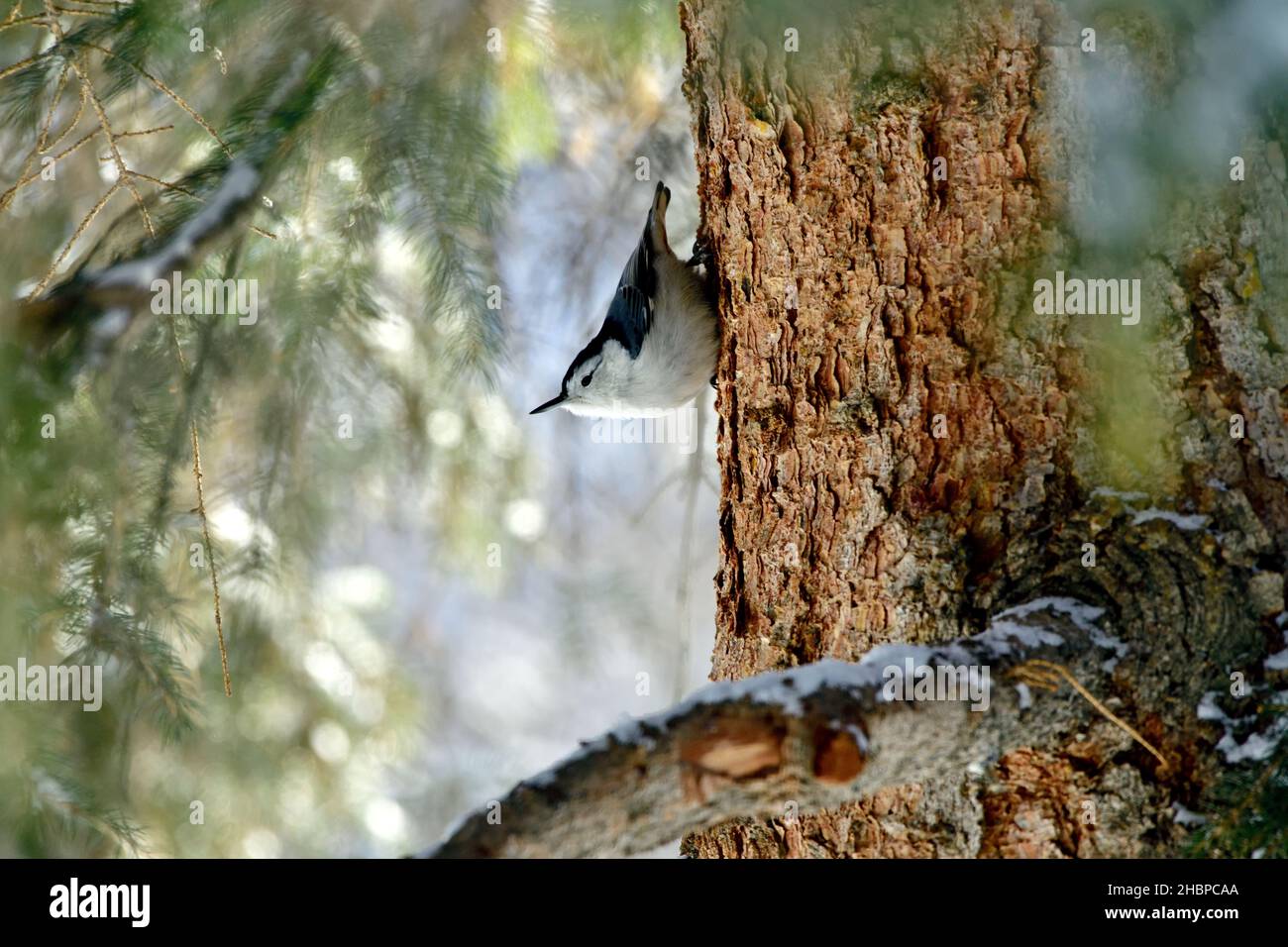 Un nuthatch sauvage à la poitrine blanche, 'sitta carolinensis', qui descend un grand arbre dans son habitat faunique dans les régions rurales du Canada de l'Alberta Banque D'Images