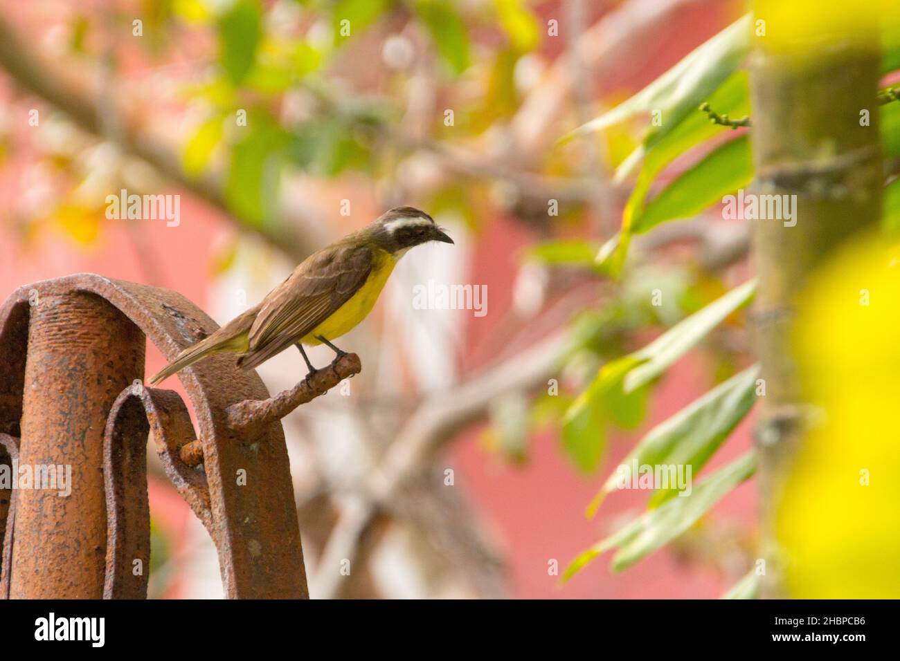 oiseau bien connu je vous ai vu dehors à rio de janeiro. Banque D'Images oiseau bien connu je vous ai vu dehors à rio de janeiro. Banque D'Images
