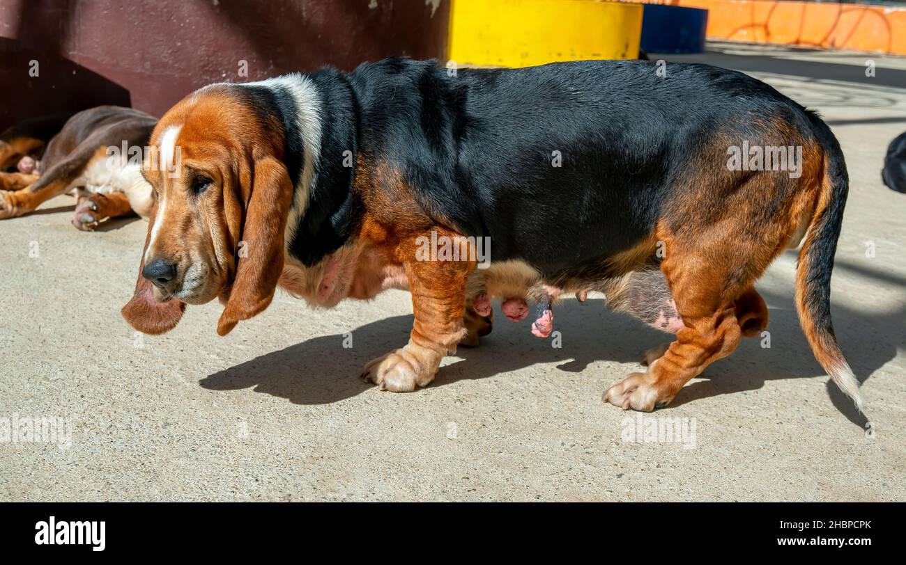 Le chien de chasse en chien domestique est un chien de chasse originaire de France.Il s'agit d'un chien de chasse aux parfums, spécialisé dans le reniflage des proies aux alarmes d'écorce Banque D'Images