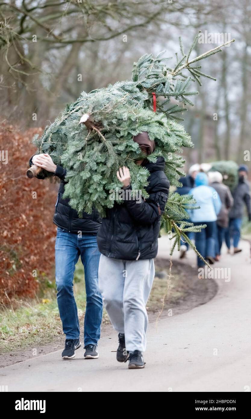 Lutzhorn, Allemagne.19th décembre 2021.Deux hommes portent leurs arbres de Noël fraîchement coupés à leurs voitures.Credit: Markus Scholz/dpa/Alay Live News Banque D'Images