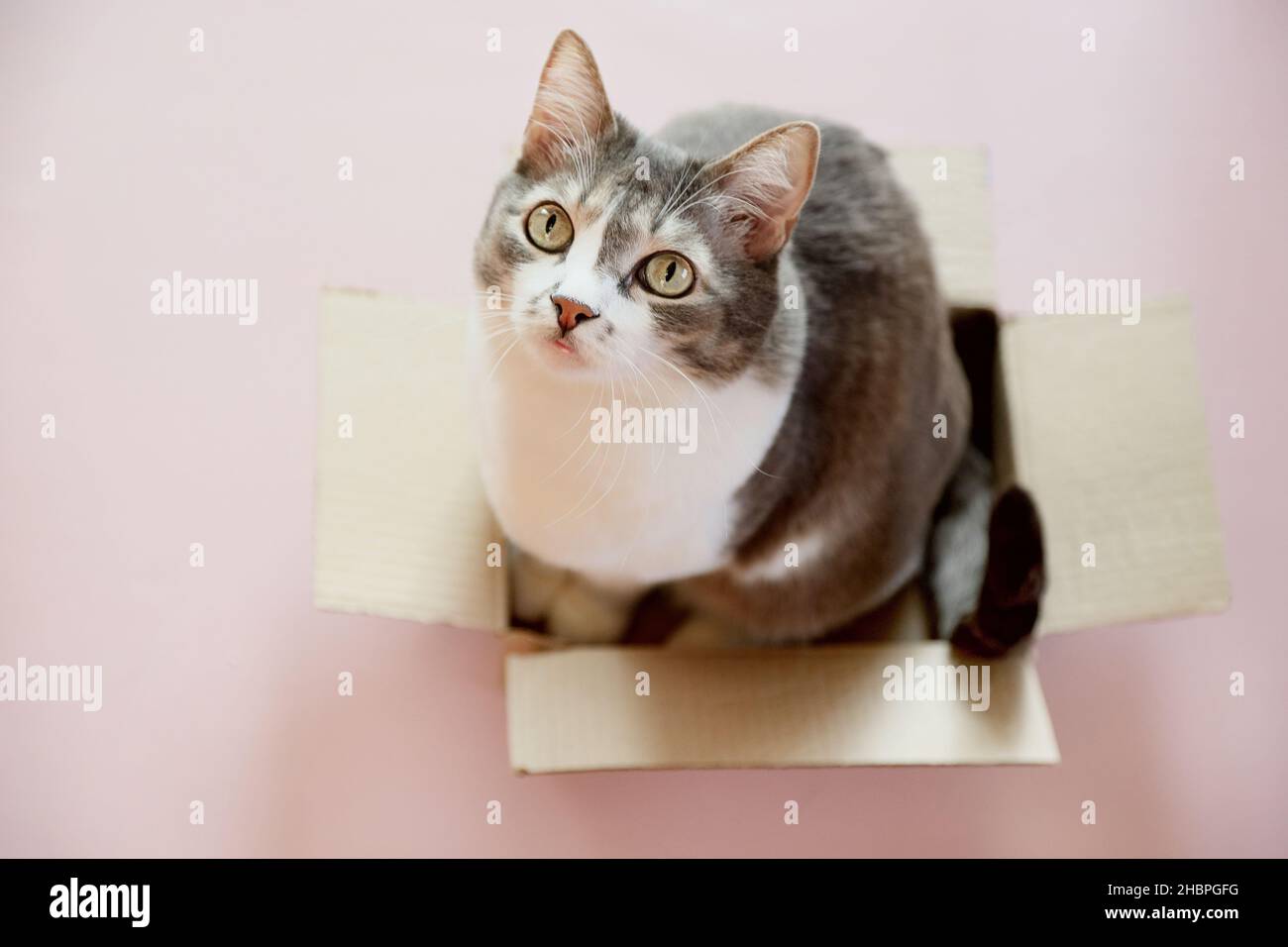 Le joli chat est placé dans une boîte en carton et regarde vers le haut.Un animal de compagnie charmant et bien entretenu vous attend.Regard concentré de chat. Banque D'Images