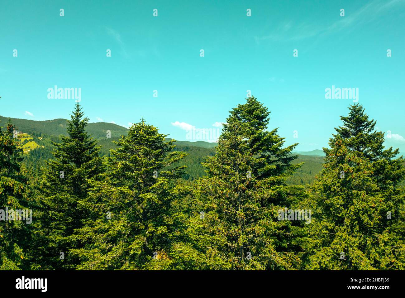 Une rangée de sapins contre un ciel bleu sur un fond de montagne Banque D'Images