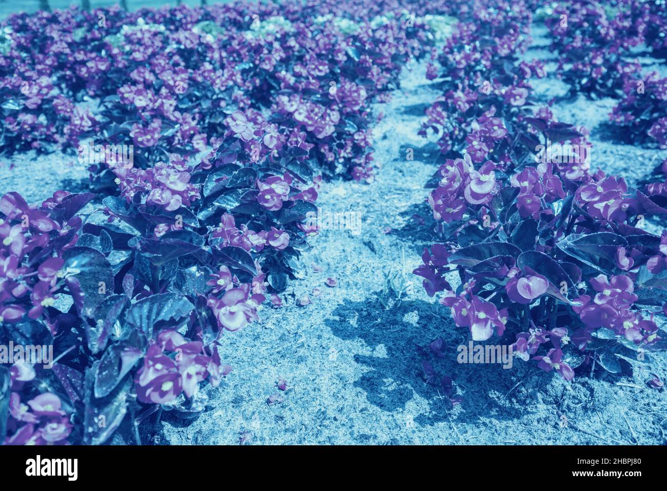 Plantation de fleurs de begonia.Nature fond de fleur.Correction des couleurs vintage Banque D'Images