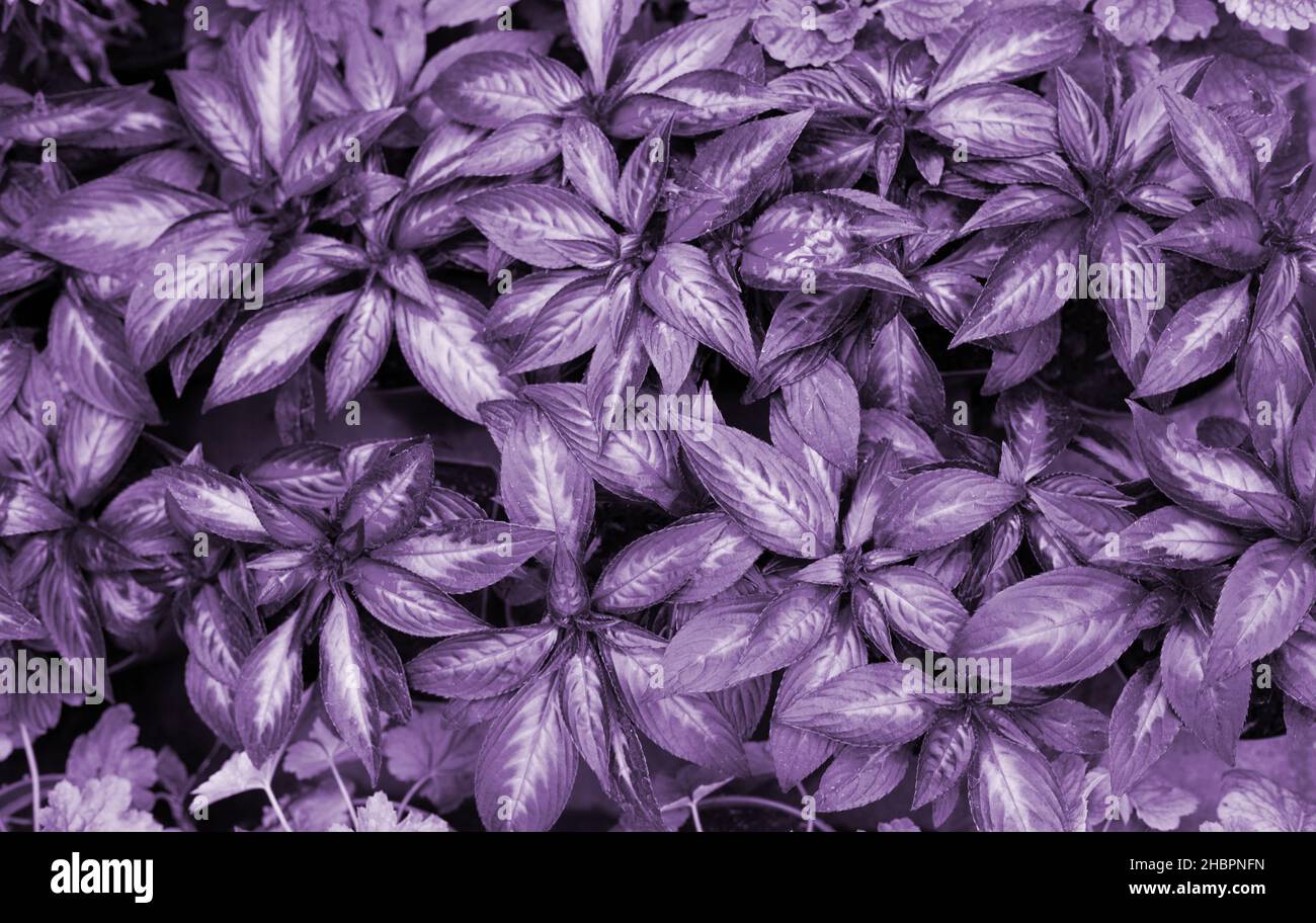 Nature feuilles vue du dessus tendance couleur de l'année 2022 très péri, fond naturel.Plantes colorées dans la couleur violette tendance.Texture lilas abstraite. Banque D'Images