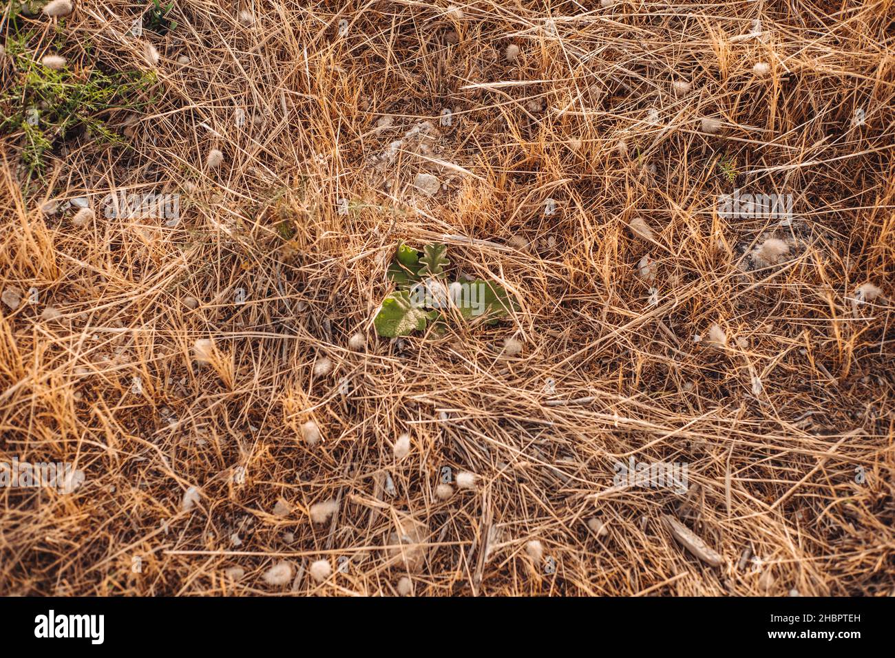 Plantes séchées couvrant la campagne à Gagliano del Capo, région des Pouilles, Italie Banque D'Images