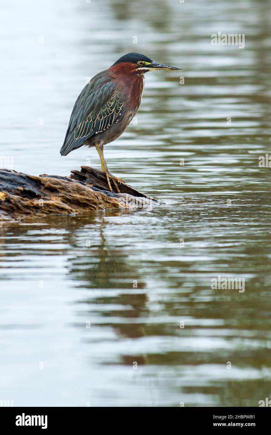 Etats-Unis, Sud, Louisiane, Lac Martin, Green Heron,*** Légende locale *** États-Unis, Sud, Louisiane, Lac Martin, Héron vert,oiseaux, oiseaux, nature, oiseaux, Banque D'Images