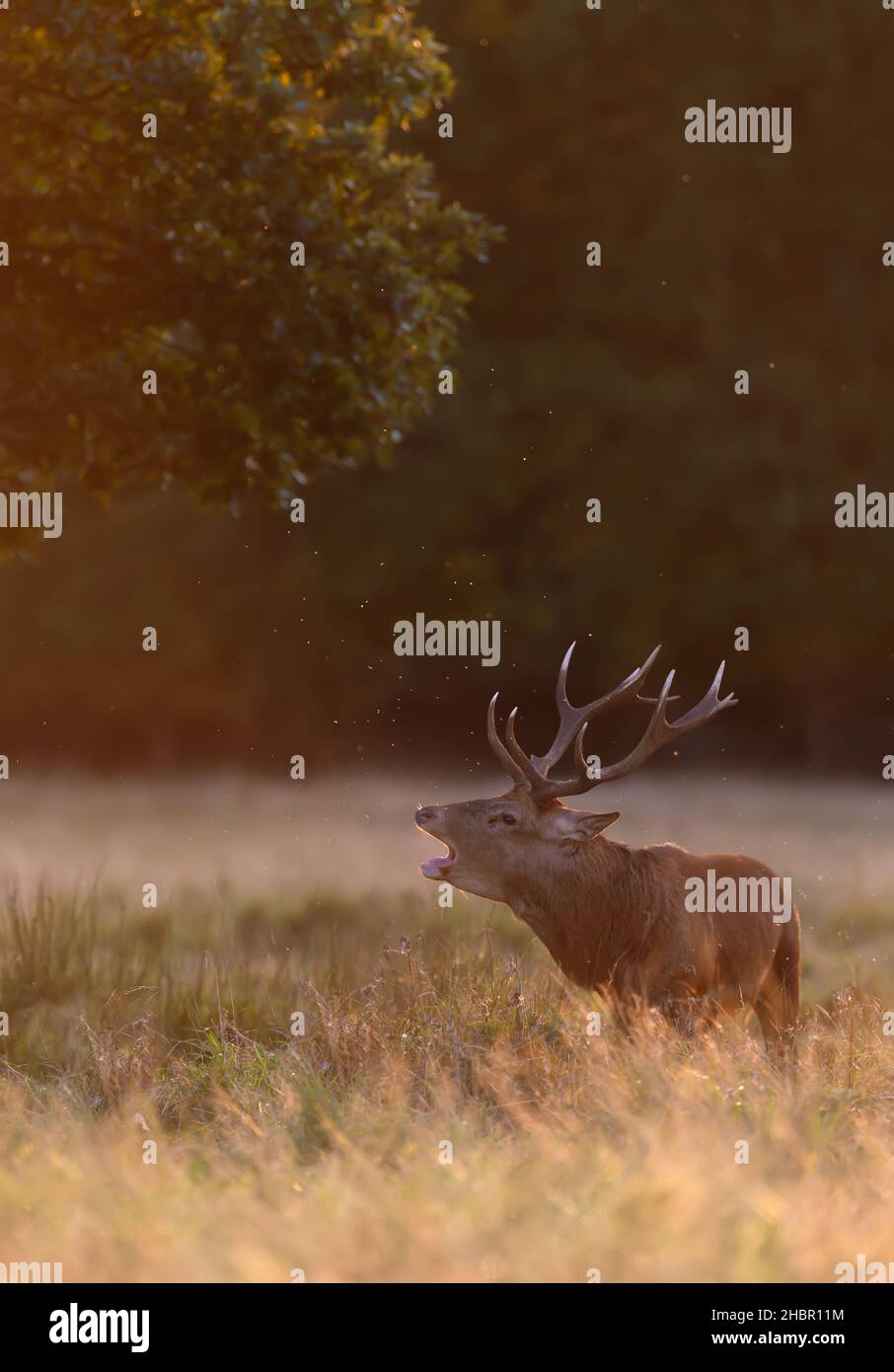 Gros plan d'un cerf de Red Deer appelant pendant la saison de rutting à Sunrise, Royaume-Uni. Banque D'Images