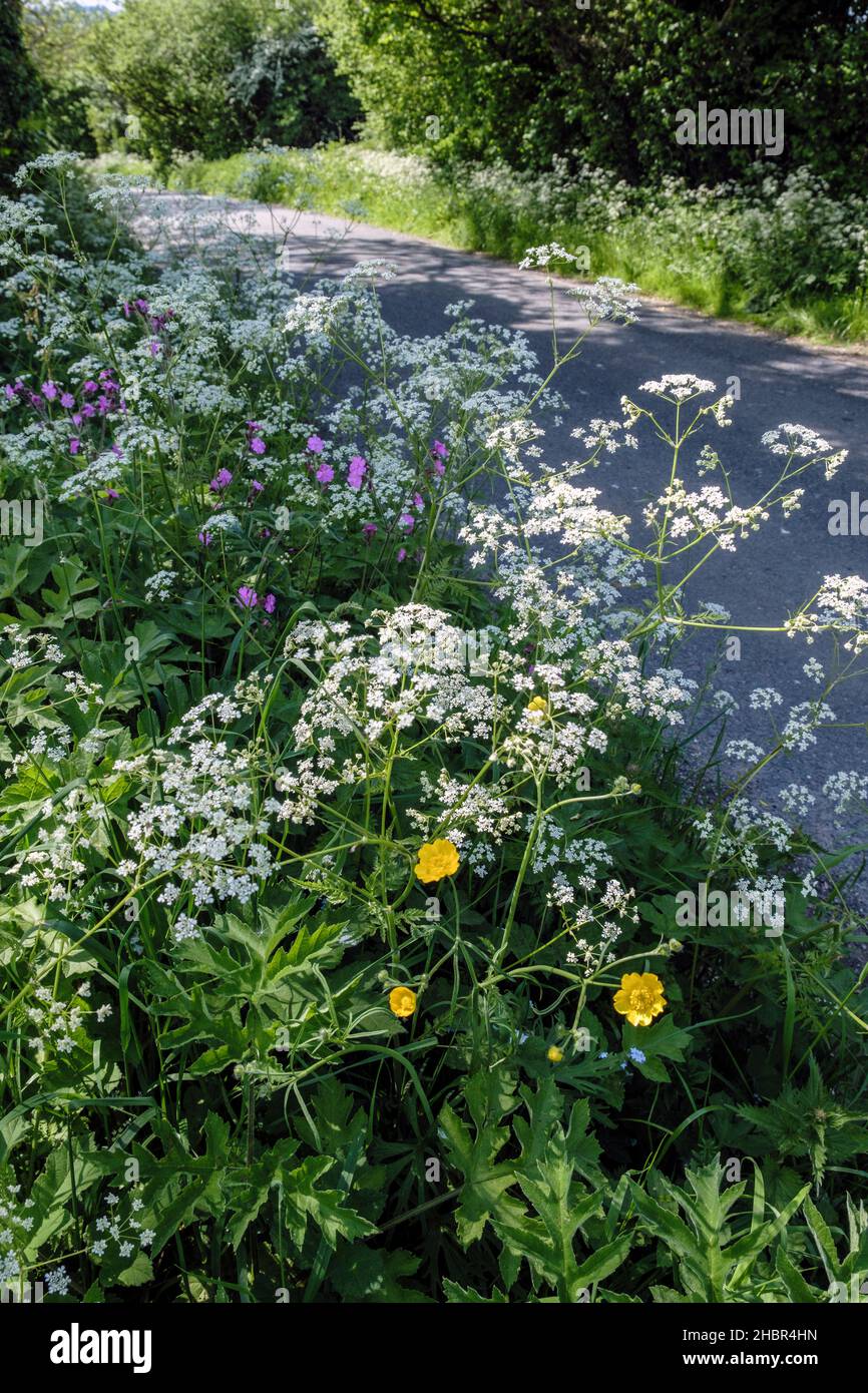 Un hedgerow anglais en été avec du persil de vache, des buttercups et du campion rouge en fleur, Bradbourne, Derbyshire, Angleterre Banque D'Images