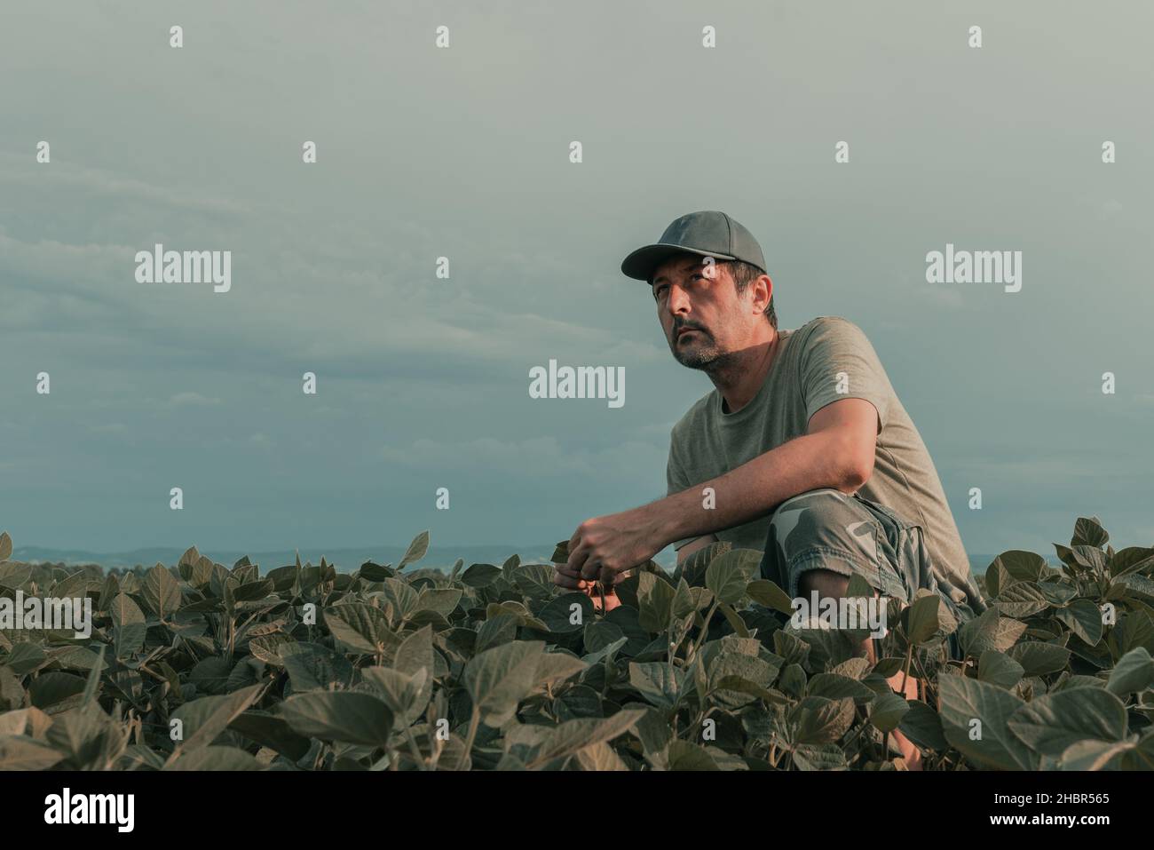 Sérieux agronome intéressé agriculteur examinant le développement de cultures de soja vert dans le champ de plantation, sélectif Banque D'Images