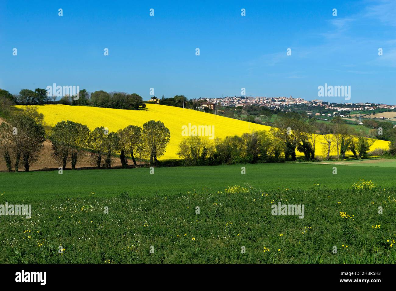 Champ de colza en fleur et horizon Recanati en arrière-plan , Marche, Italie, Europe Banque D'Images