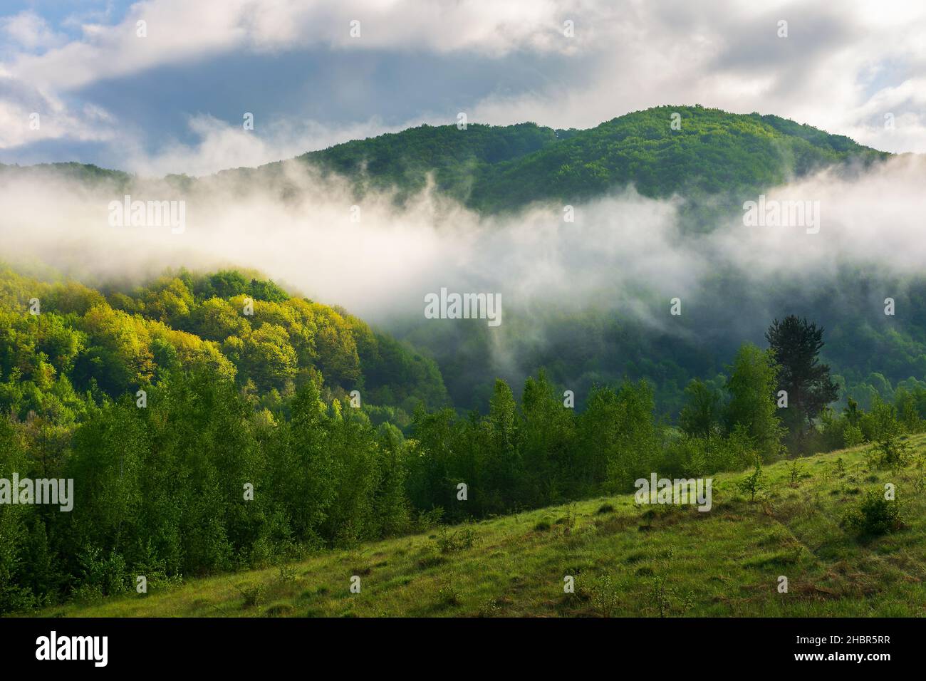 paysage de campagne le matin brumeux. environnement vert en plein air en été. forêt sur la colline dans le brouillard et les nuages. magnifique paysage de la nature de carpa Banque D'Images