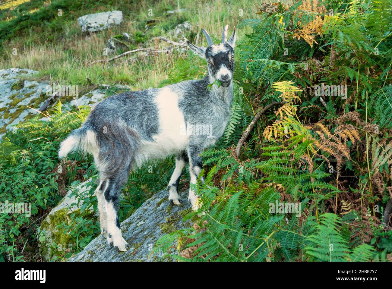 Chèvre sauvage dans le parc national Valley of the Rocks Exmoor près de Lynton et Lynmouth Devon Angleterre GB Europe Banque D'Images