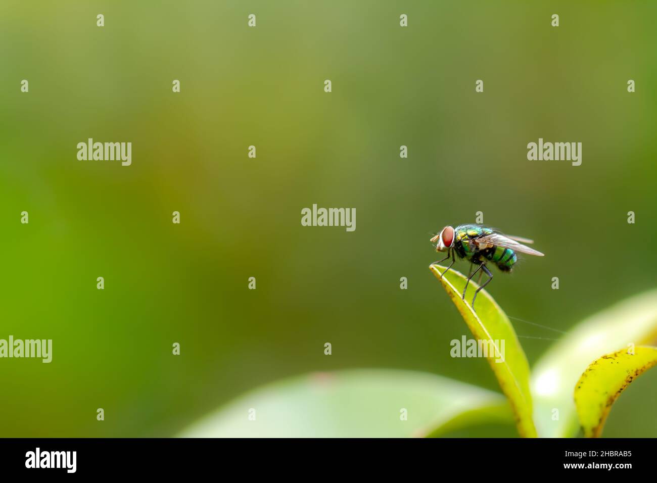 Une mouche perche sur la pointe d'une jeune feuille verte d'une plante saponilla, feuillage vert flou, thème de la nature Banque D'Images