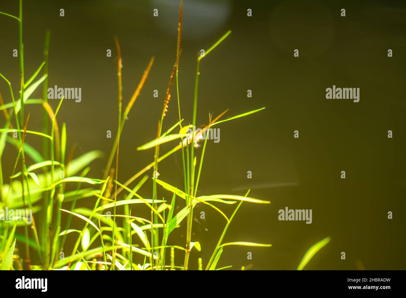Herbe verte sauvage avec des feuilles de fond vert flou, thème de la nature Banque D'Images