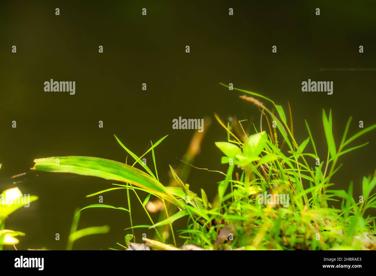 Herbe verte sauvage avec des feuilles de fond vert flou, thème de la nature Banque D'Images