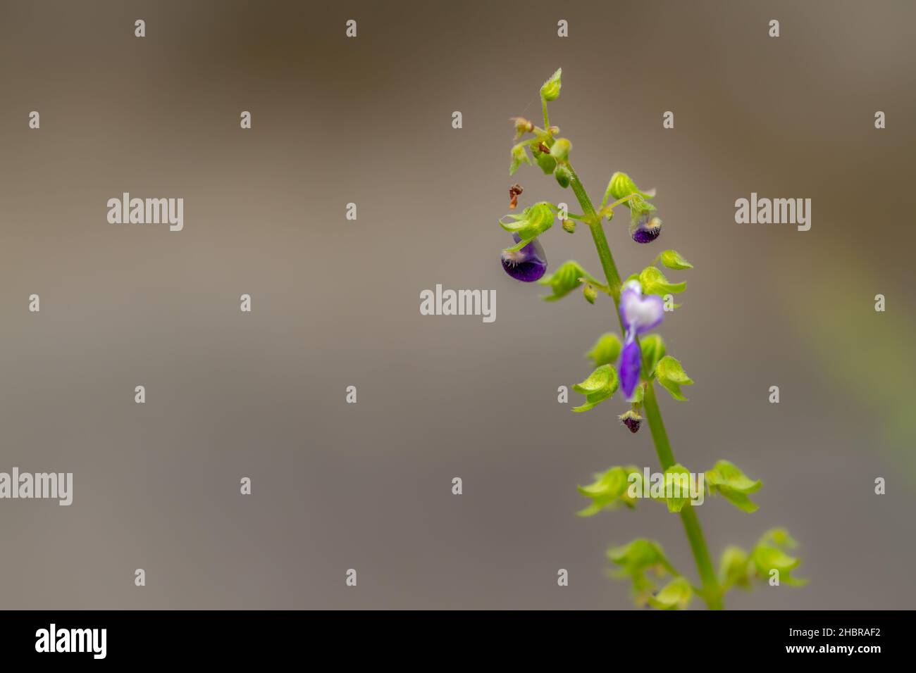 Herbe verte sauvage avec des feuilles de fond vert flou, thème de la nature Banque D'Images
