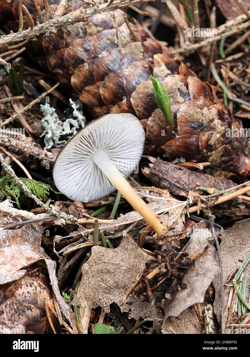 Strobilurus esculentus, communément appelé calotte de sprucecone, champignons comestibles de Finlande Banque D'Images