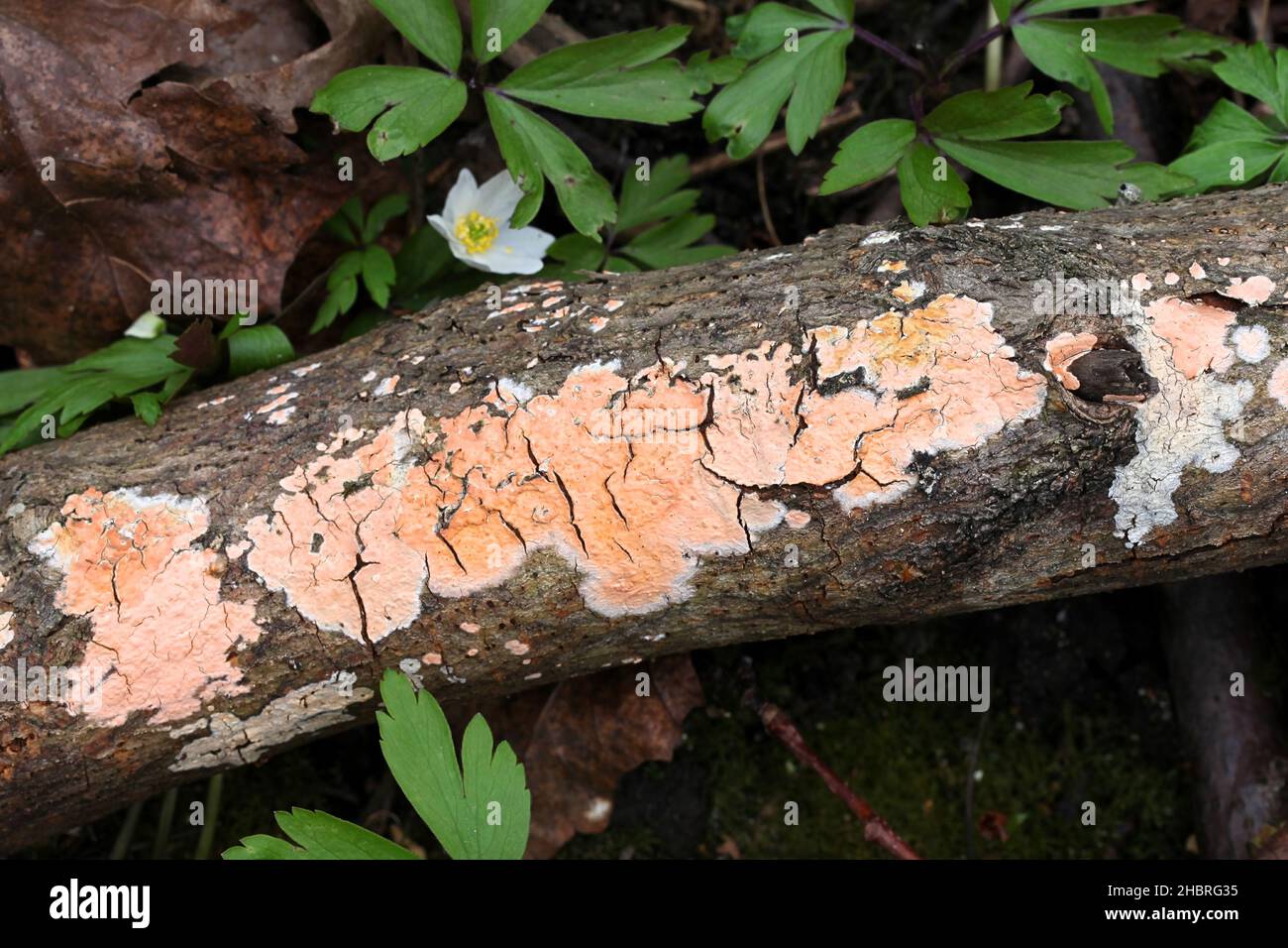 Peniophora incarnata, connue sous le nom de croûte rosé, champignon sauvage de Finlande Banque D'Images