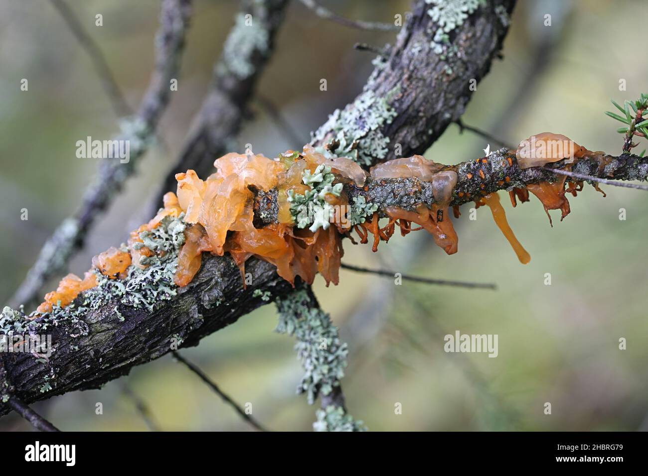 Gymnosporangium clavariiforme, communément appelé langues de feu, champignon sauvage de Finlande Banque D'Images