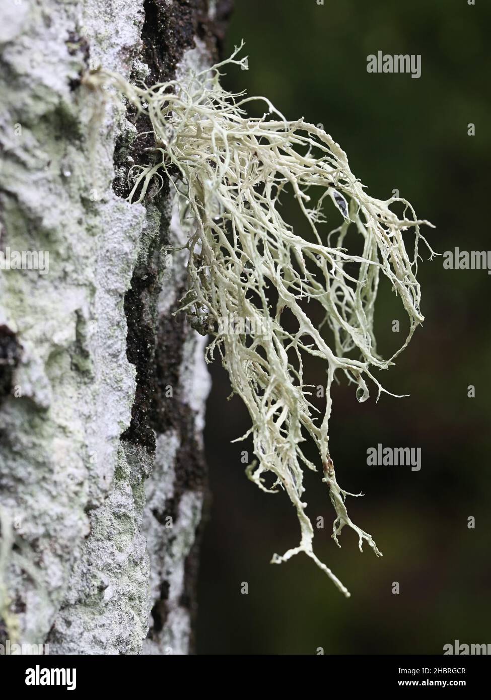 Ramalina farinacea, connue sous le nom de Farinose cartilage Lichen, un lichen épiphytique fruticose poussant sur le peuplier en Finlande Banque D'Images