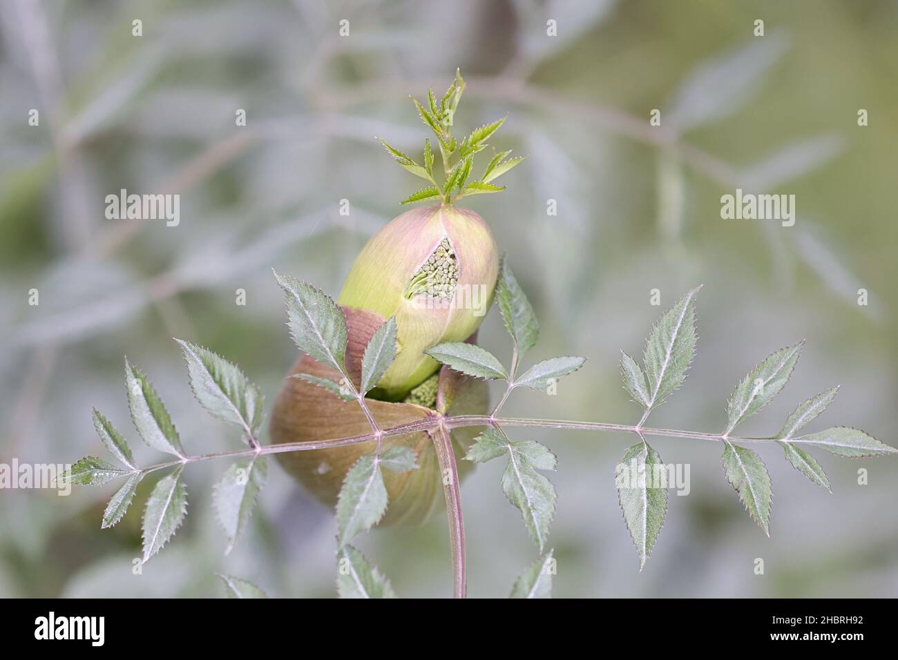 Angelica sylvestris, connue sous le nom de Wild Angelica ou Woodland Angelica, plante sauvage comestible de Finlande Banque D'Images