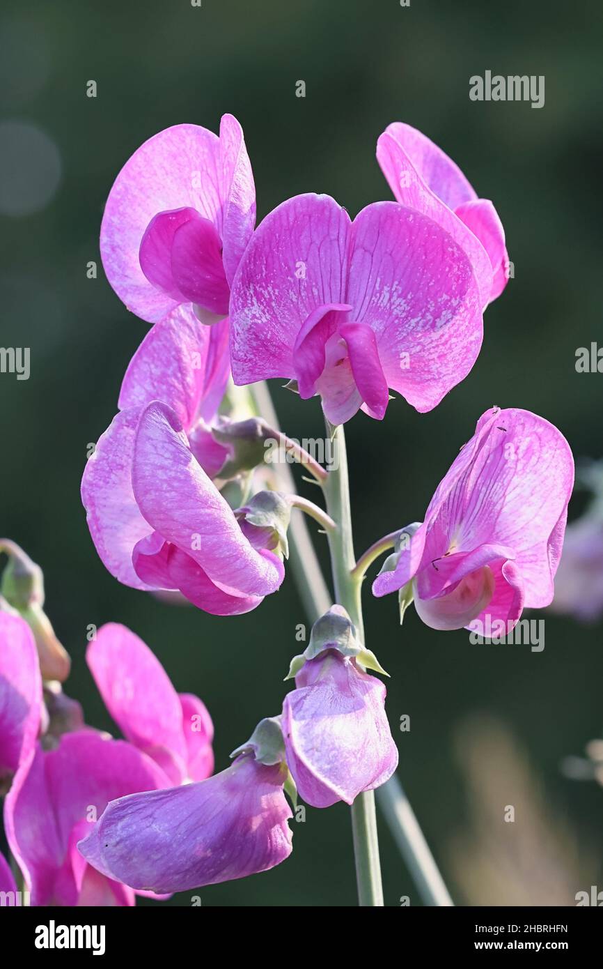 Lathyrus latifolius, connu sous le nom de pois doux, pois à durée de vie ou pois vivace Banque D'Images