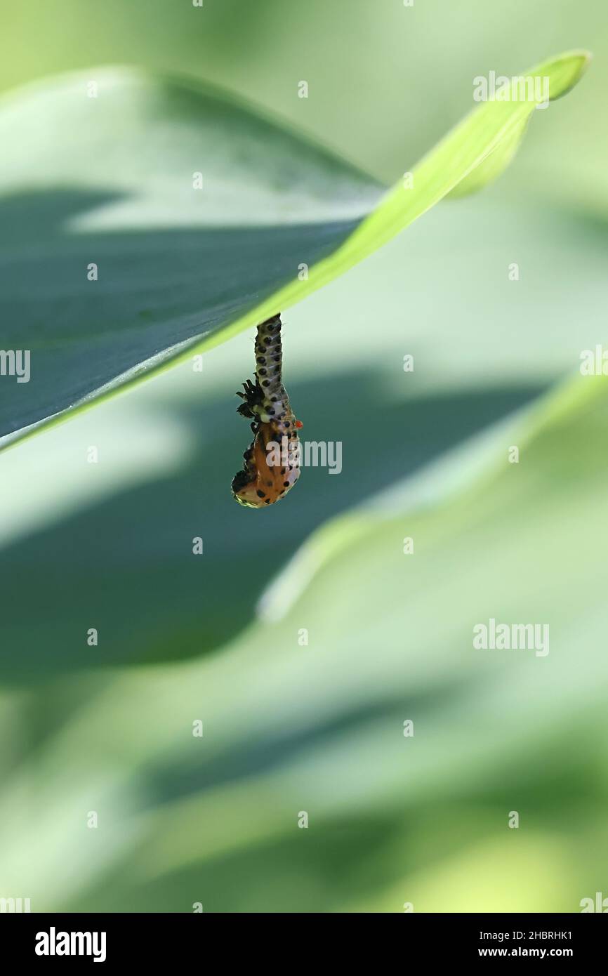 Chrysomela populi, connue sous le nom de coléoptère de feuilles de peuplier, larve se transformant en pupe dans un processus appelé la marilation Banque D'Images