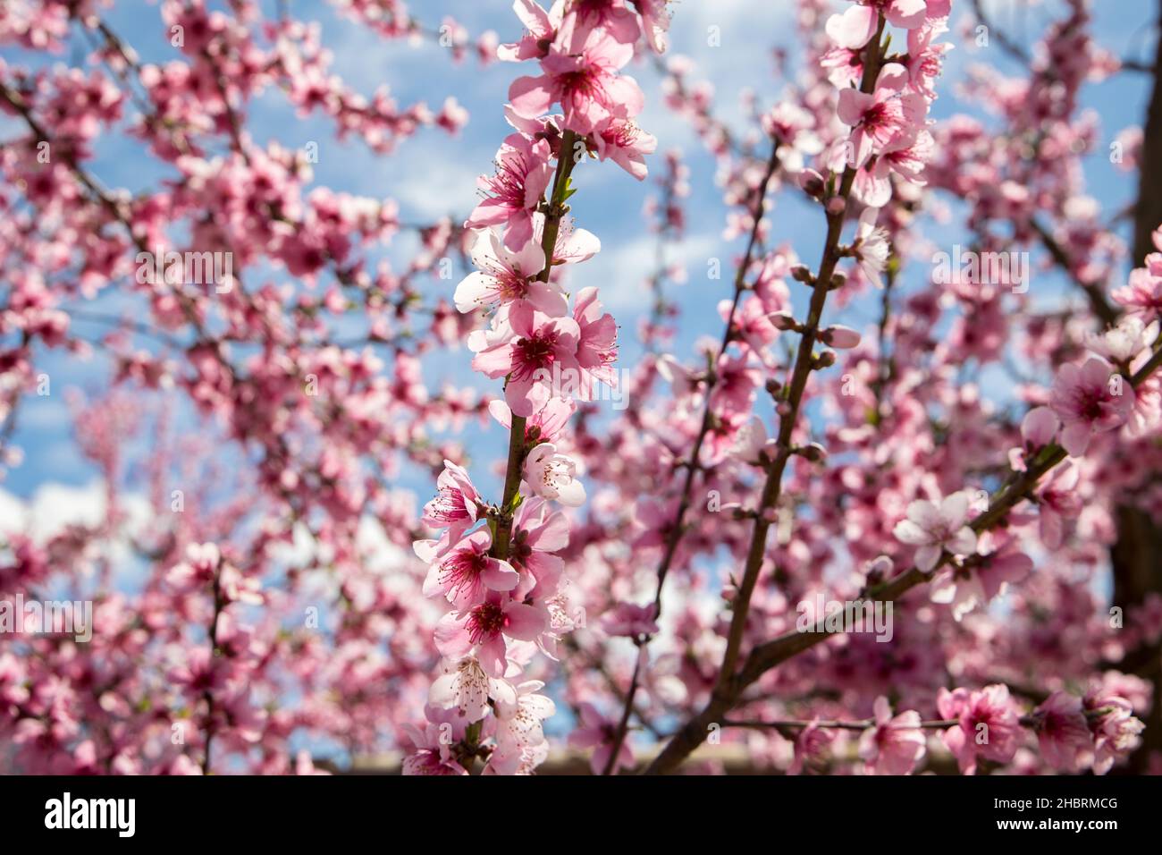 Verger d'arbre de pêche en pleine fleur de gros plan de branches avec lumière du soleil brillante Banque D'Images