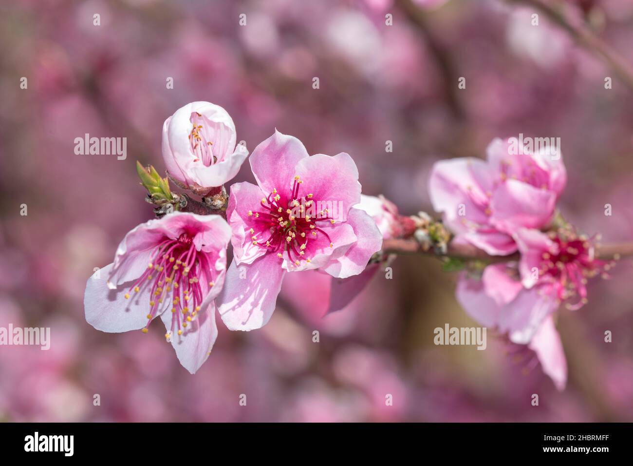Verger d'arbre de pêche en pleine fleur, gros plan des belles fleurs roses Banque D'Images
