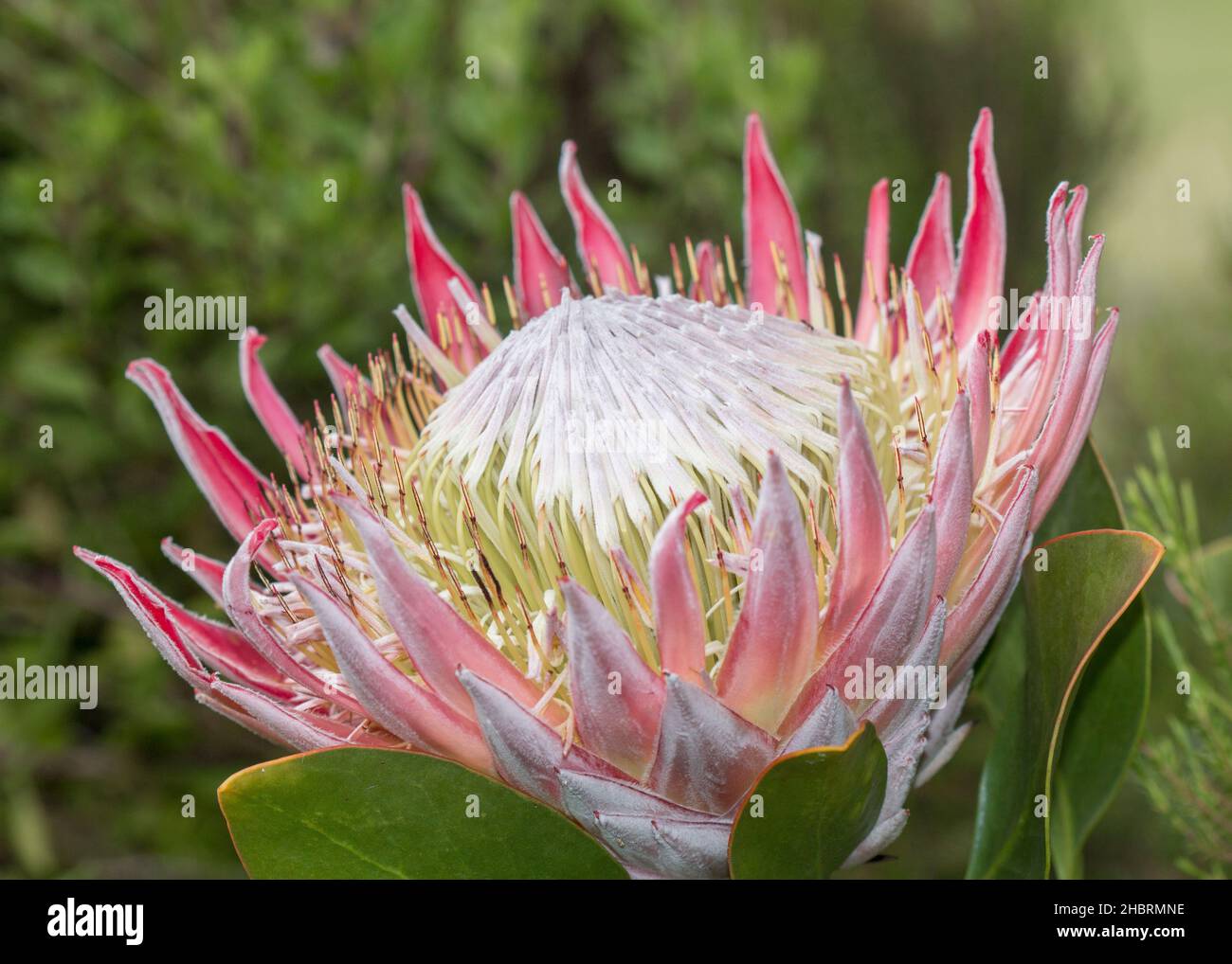 Protea cynaroides, également appelé le roi protea gros plan de la grande fleur Banque D'Images