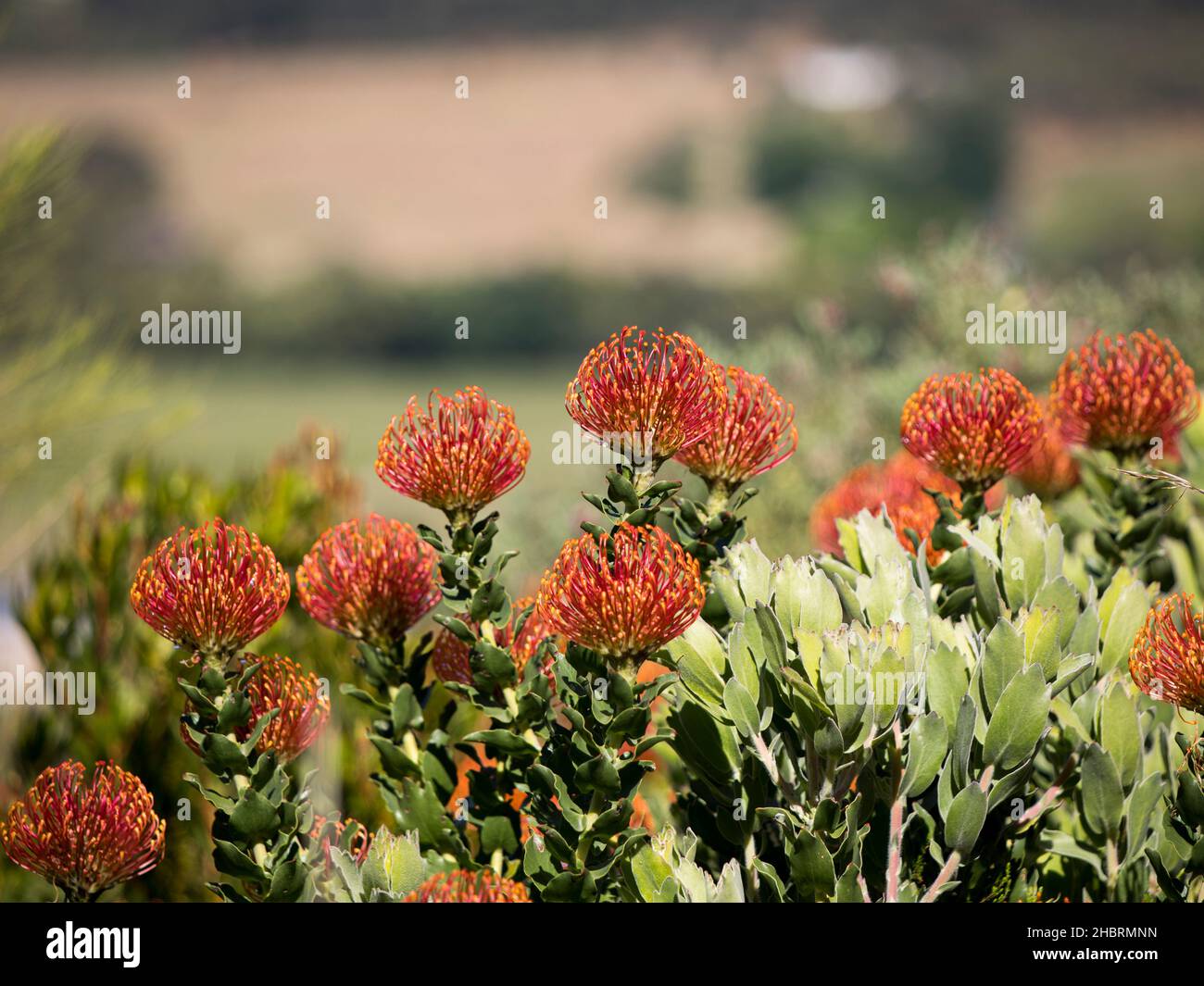Protea Orange PIN Cushion Flower (Leucospermum) buisson croissant au soleil Banque D'Images