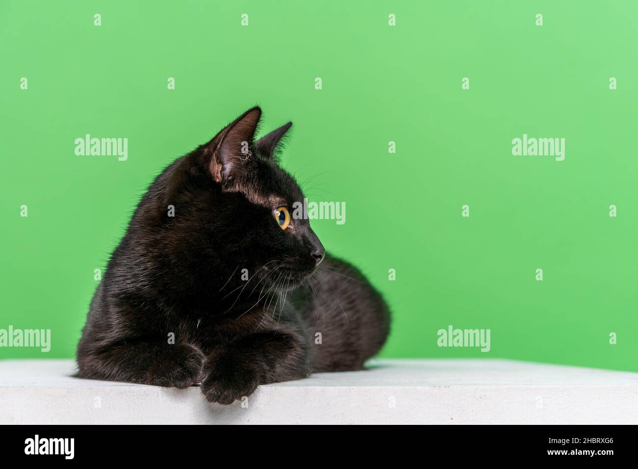 Portrait De Chat Noir Avec Les Yeux Jaunes Couches Sur Un Cube Blanc Sur Fond Vert Animaux De Compagnie Magnifique Chaton Qui Regarde Loin Photo Stock Alamy