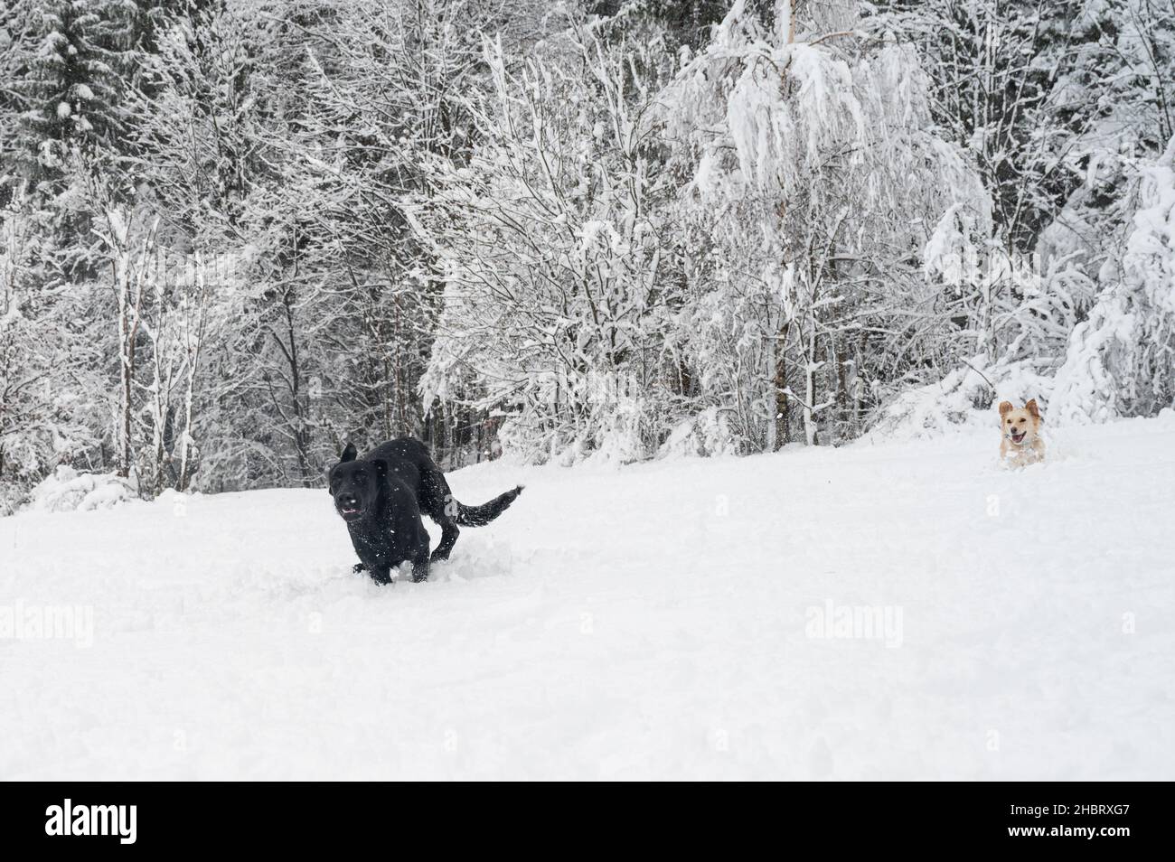 Deux chiens qui s'exécutent et se chassent les uns les autres dans une belle nature enneigée. Banque D'Images