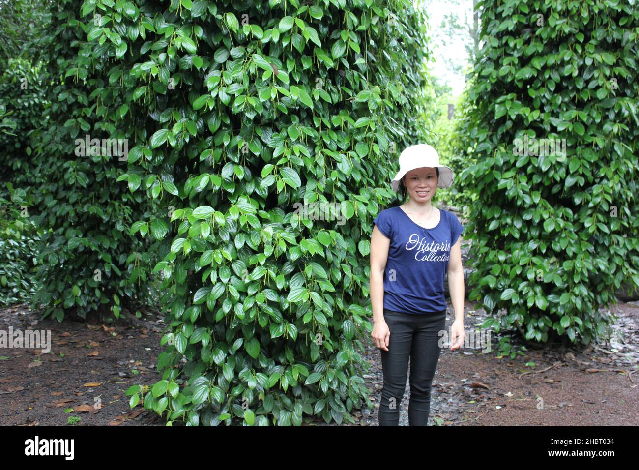 2010s Vietnam: L'USAID soutient la culture du cacao dans le centre du Vietnam ca.6 août 2013 Banque D'Images