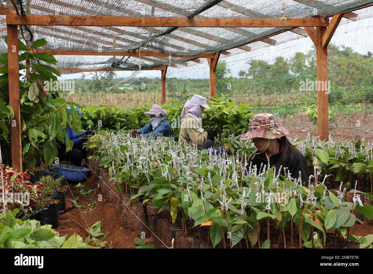 2010s Vietnam: L'USAID soutient la culture du cacao dans le centre du Vietnam ca.7 août 2013 Banque D'Images
