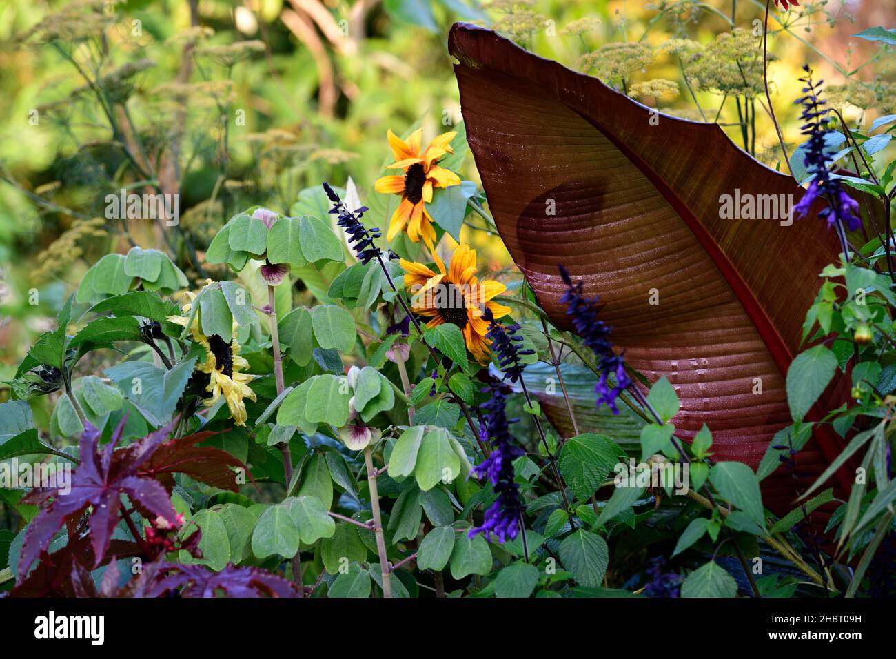 Amicia zygomeris,salvia noir et fleur,tournesol jaune,tournesol,Ensete ventricosum Maurelii,banane éthiopienne,banane abyssinienne,banane rouge,fleur,f Banque D'Images
