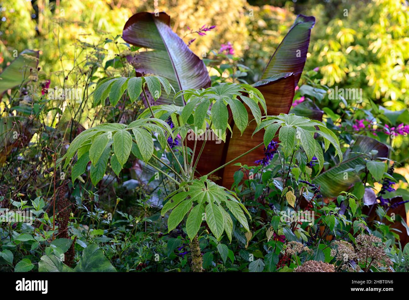 Brassiopsis mitis,Araliaceae,feuilles,vertes,feuillage,tropical,exotique,plante,Ensete ventricosum Maurelii,banane éthiopienne,banane abyssinienne,banane rouge,mus Banque D'Images