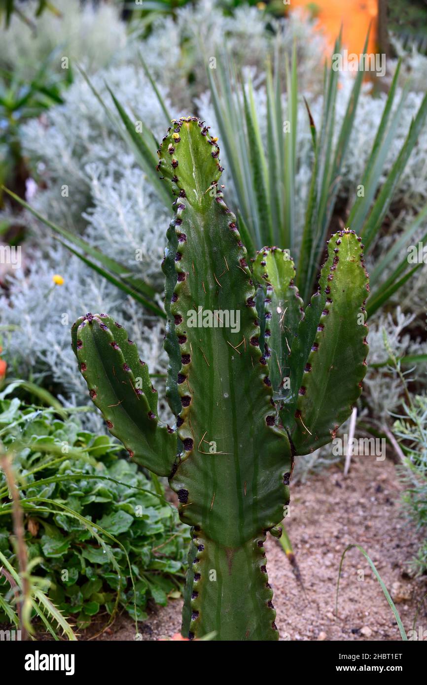 euphorbia trigona,arbre à lait africain,succulent,succulents,jardin de sable,tolérant à la sécheresse,jardinage écologique,xeriscaping,jardin sec,RM floral Banque D'Images