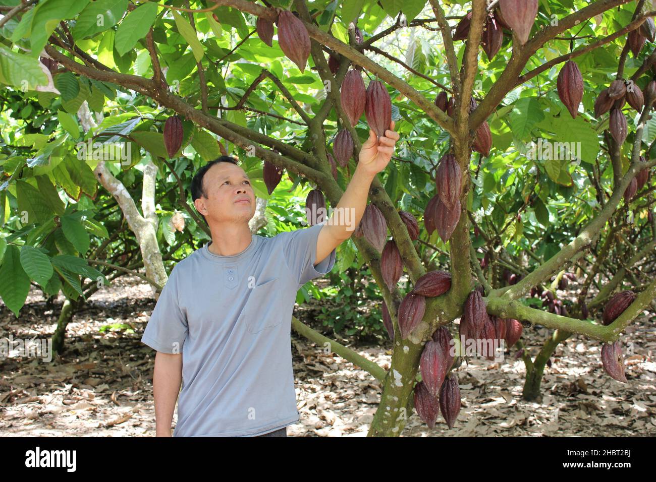 2010s Vietnam: L'USAID soutient la culture du cacao dans le centre du Vietnam ca.7 août 2013 Banque D'Images