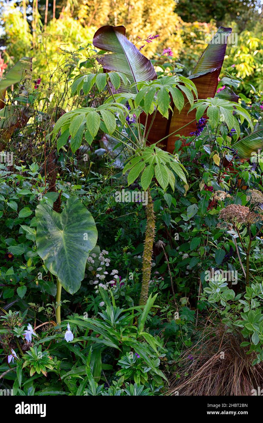Roscoea purpurea Vannin,colocasia,Brassaiopsis mitis,Araliaceae,feuilles,vertes,feuillage,tropical,exotique,plante,Ensete ventricosum Maurelii,banan éthiopien Banque D'Images