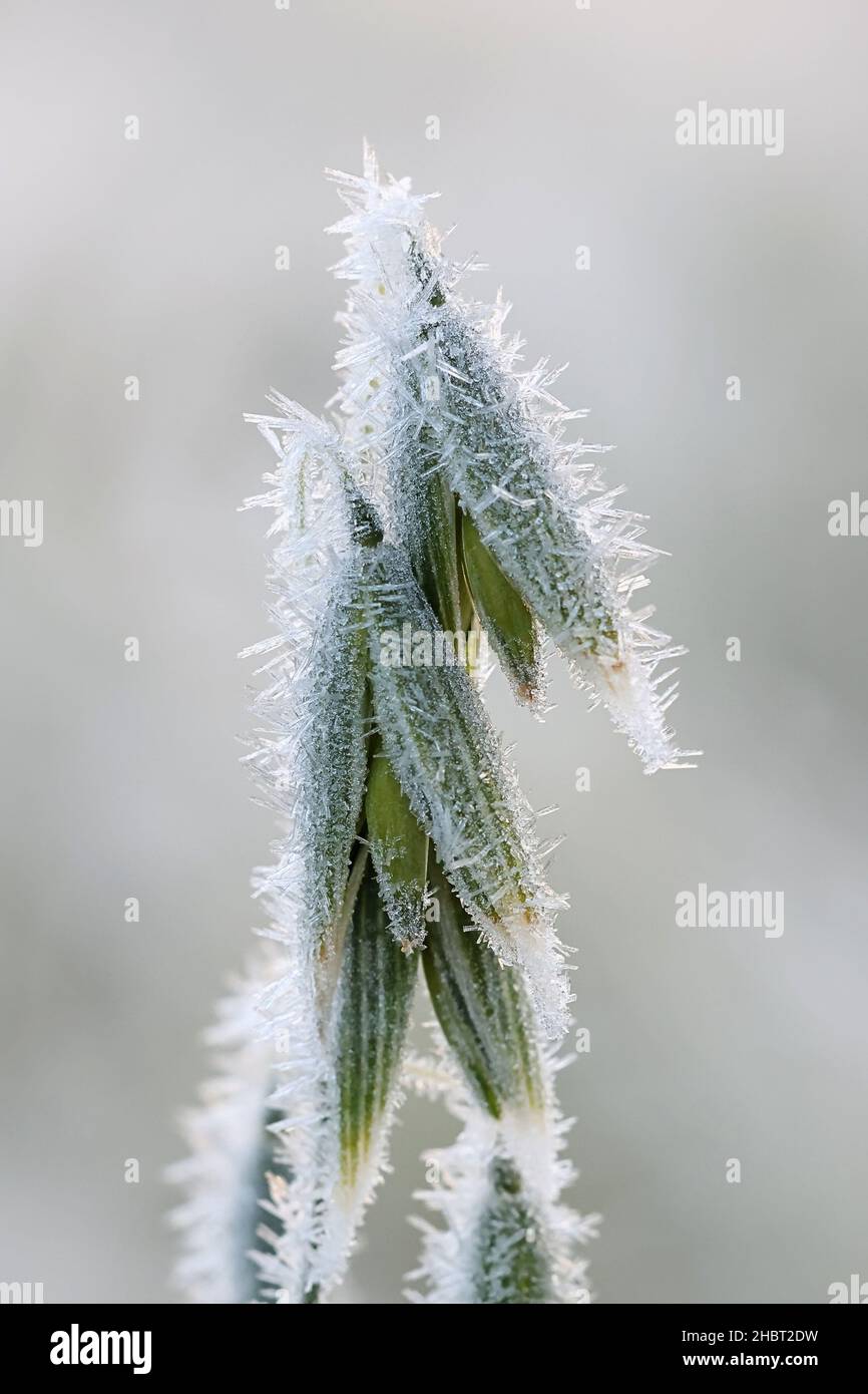 Avoine, Avena sativa, mordu par le premier gel Banque D'Images