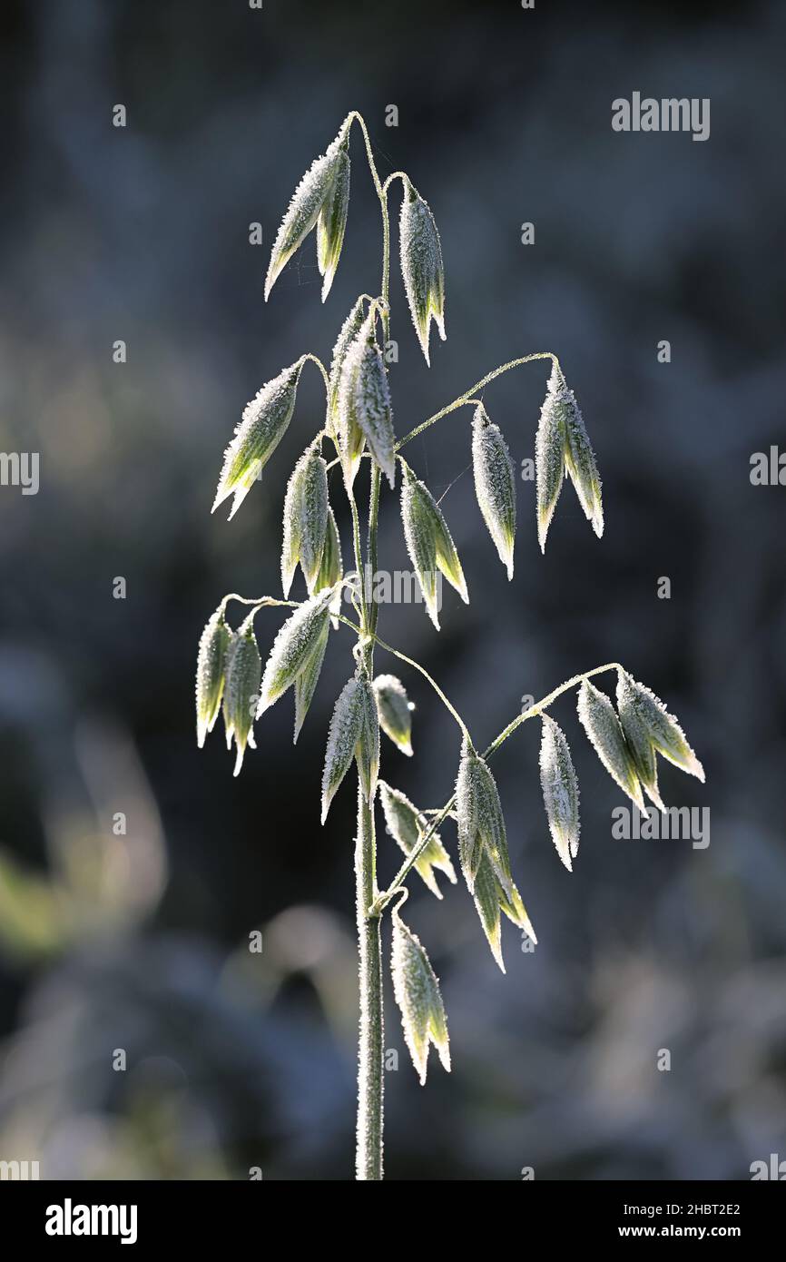 Avoine, Avena sativa, mordu par le premier gel Banque D'Images