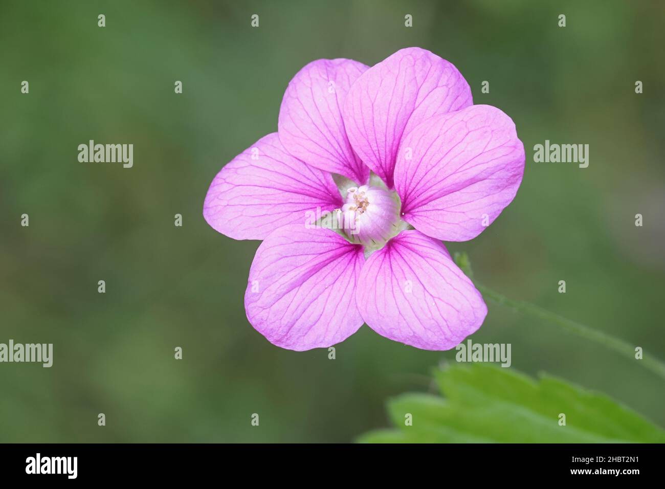 Rubus arcticus, communément connu sous le nom de mûre arctique ou framboise arctique, fleur sauvage de Finlande Banque D'Images