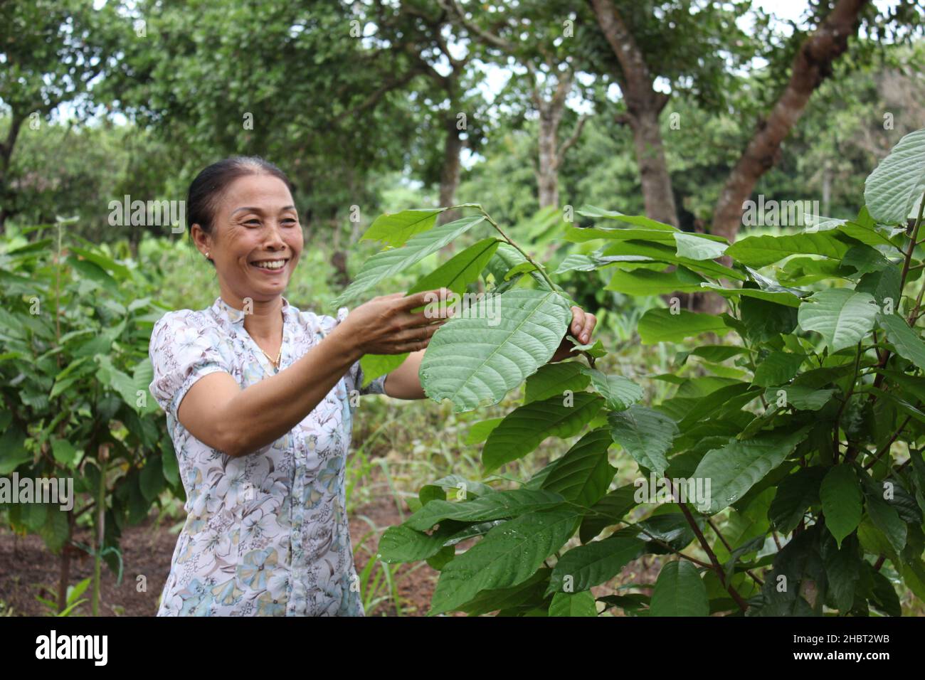 2010s Vietnam: L'USAID soutient la culture du cacao dans le centre du Vietnam ca.6 août 2013 Banque D'Images