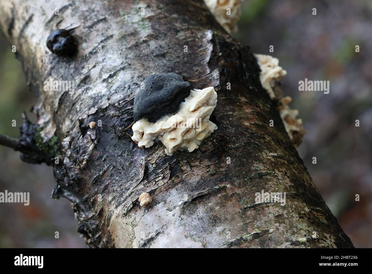 Antrodiella pallescens, un champignon polypore finlandais sans nom anglais commun Banque D'Images