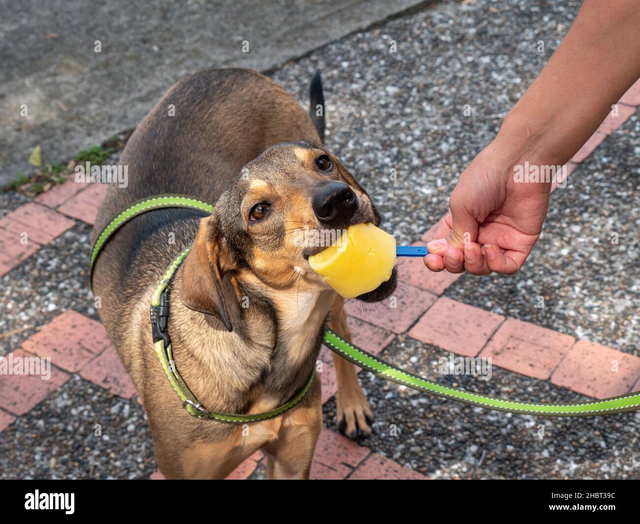 Adorable Brown Puppy mange de la glace pour chiens sur le trottoir Banque D'Images