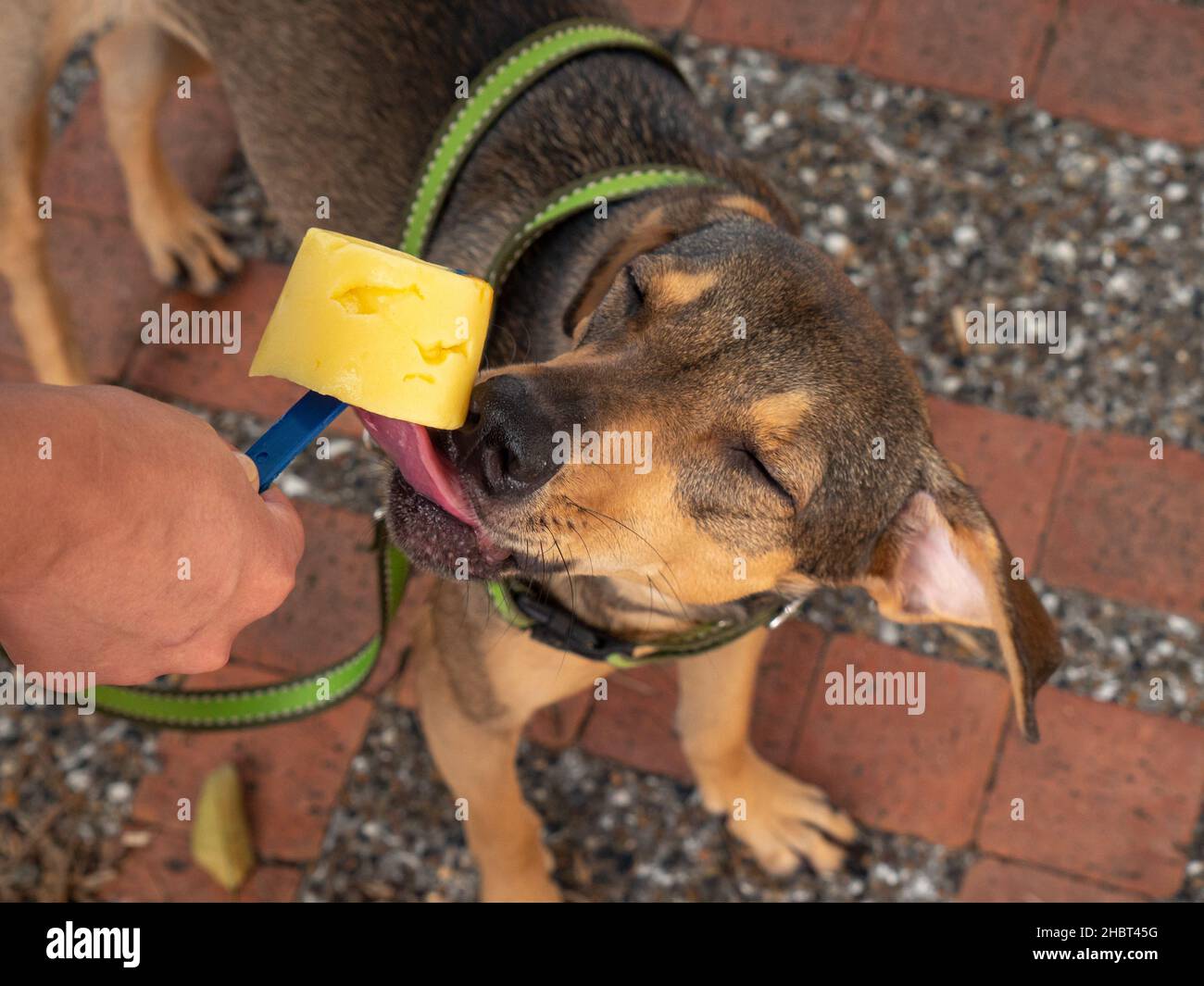 Adorable Brown Puppy mange de la glace pour chiens sur le trottoir Banque D'Images